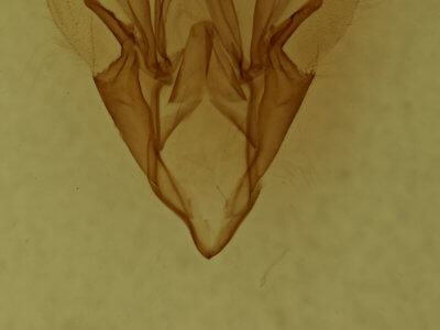 genitalia view of adult Catocala pretiosa