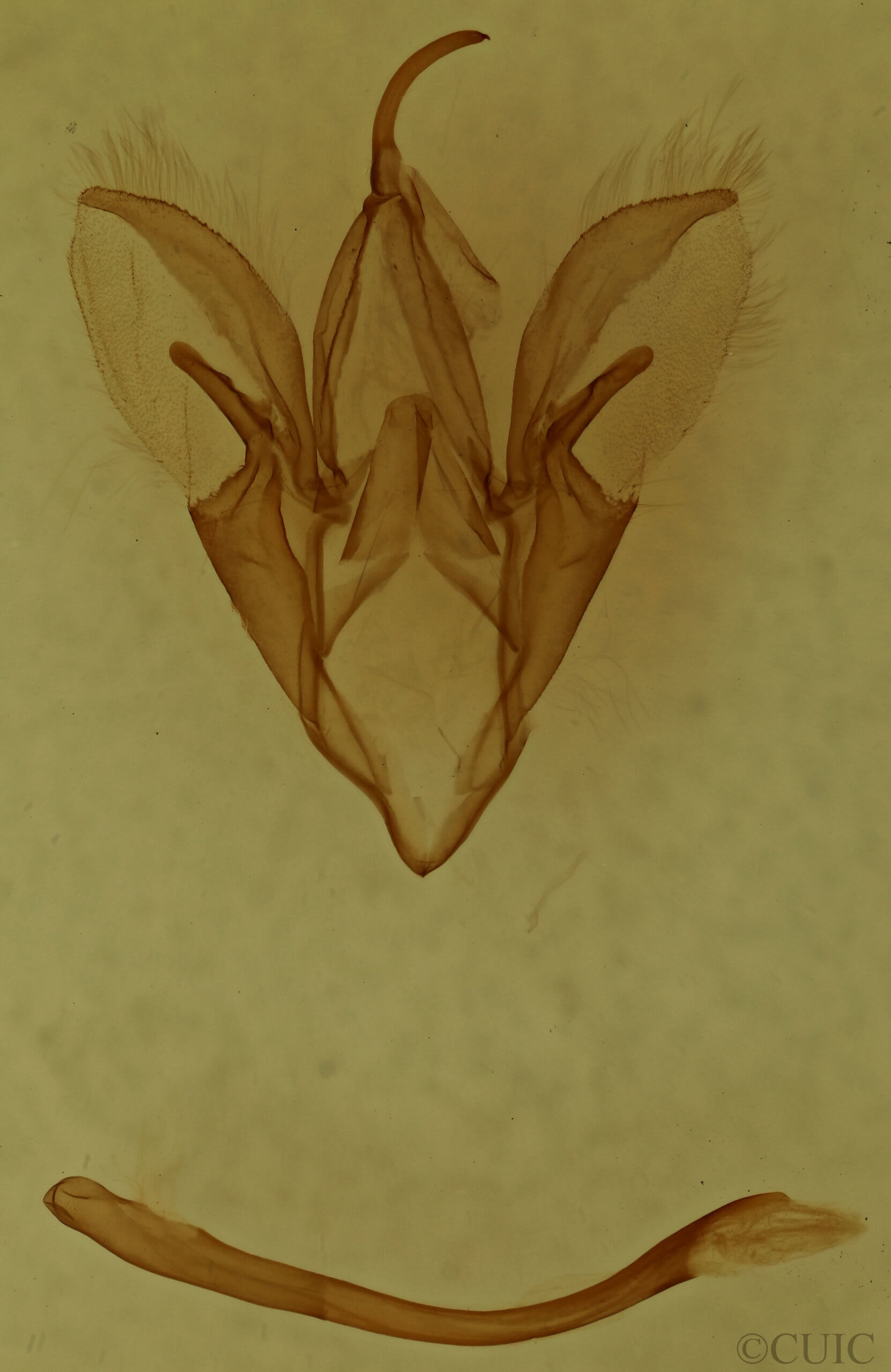 genitalia view of adult Catocala pretiosa