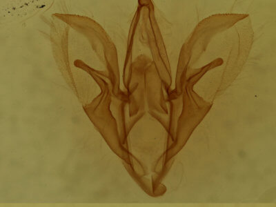 genitalia view of adult Catocala pretiosa