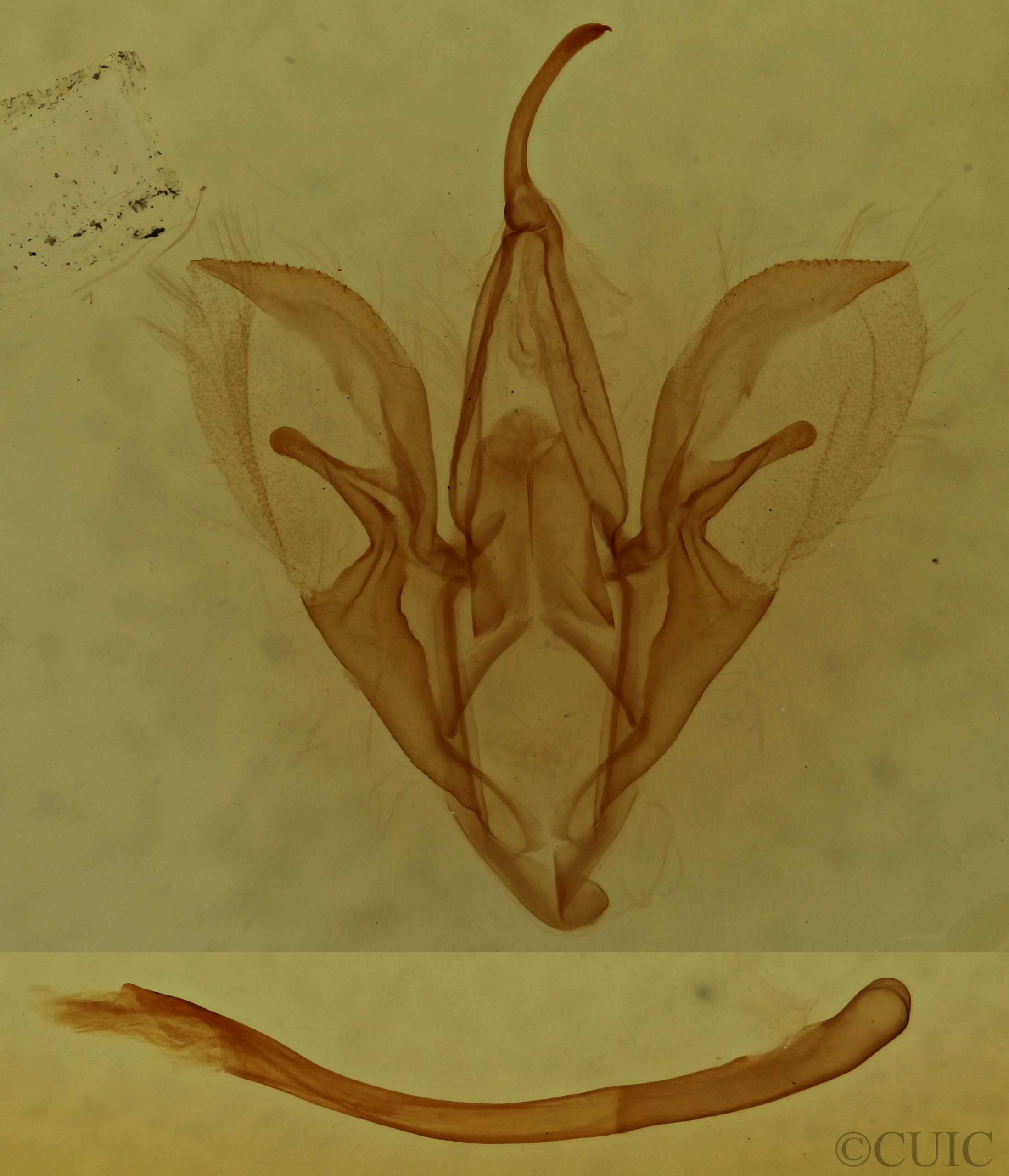 genitalia view of adult Catocala pretiosa