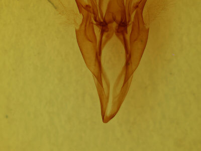 genitalia view of adult Catocala serena