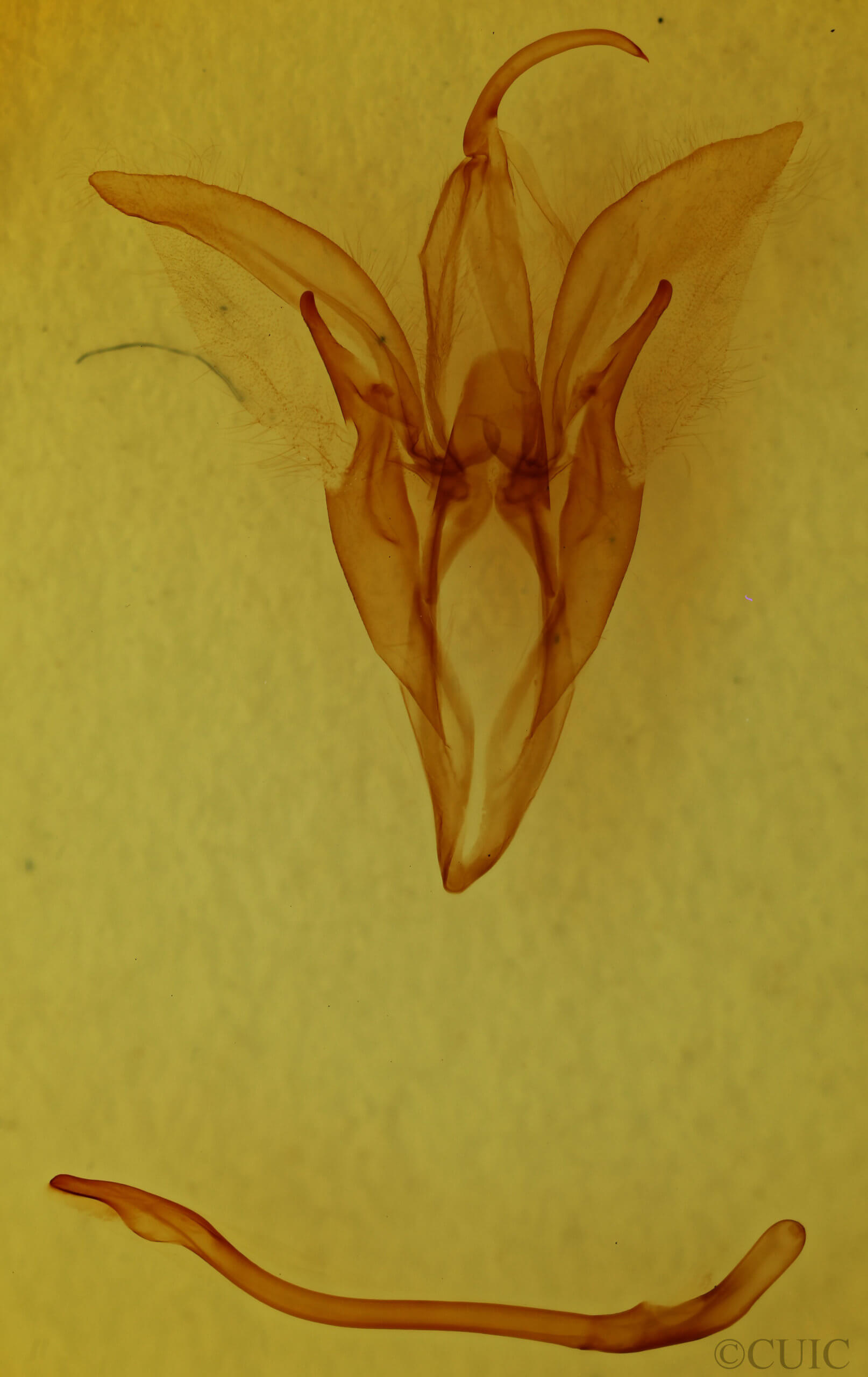 genitalia view of adult Catocala serena