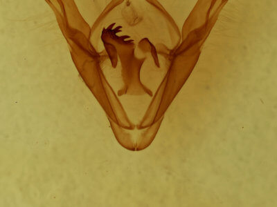 genitalia view of adult Celiptera frustulum