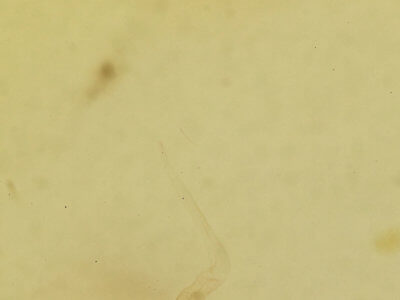 genitalia view of adult Cerma cerintha