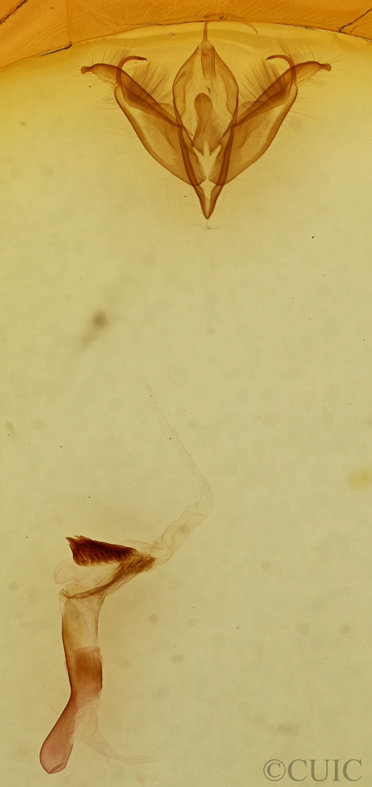 genitalia view of adult Cerma cerintha