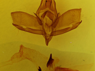 genitalia view of adult Charadra tapa