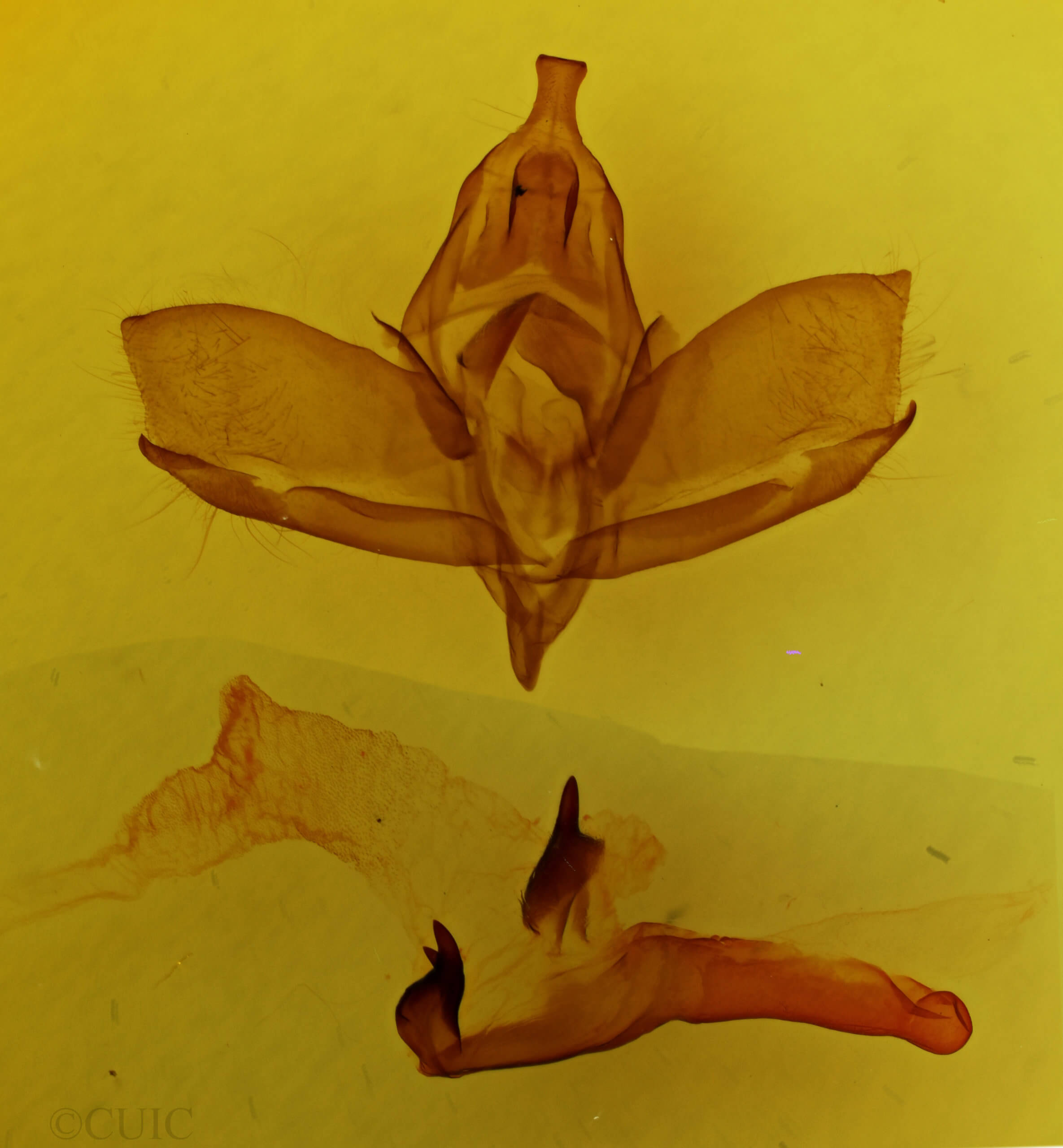 genitalia view of adult Charadra tapa