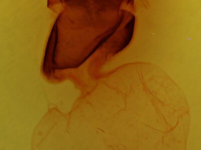 genitalia view of adult Charadra tapa