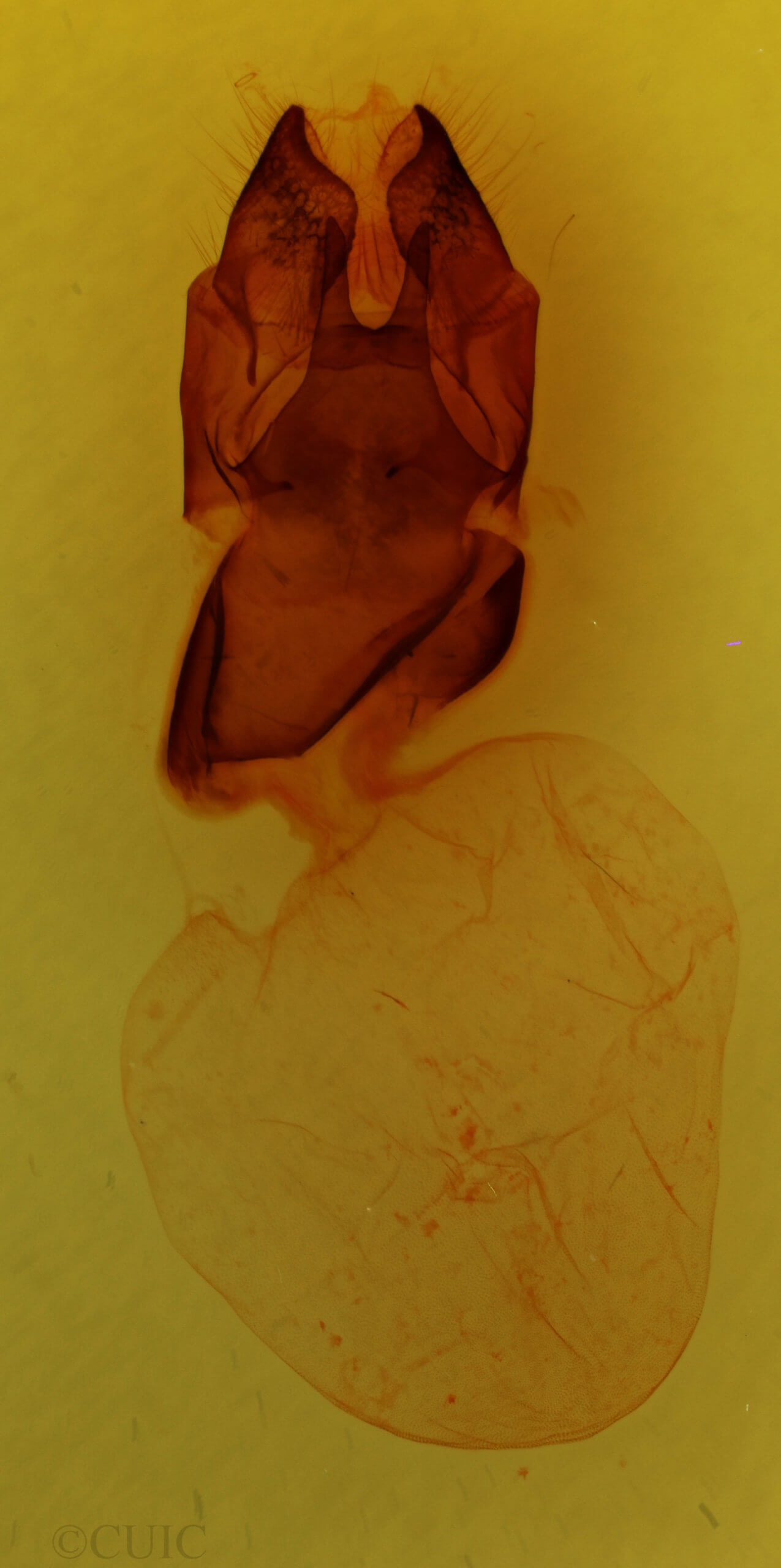genitalia view of adult Charadra tapa