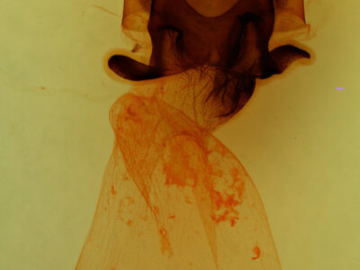 genitalia view of adult Charadra deridens