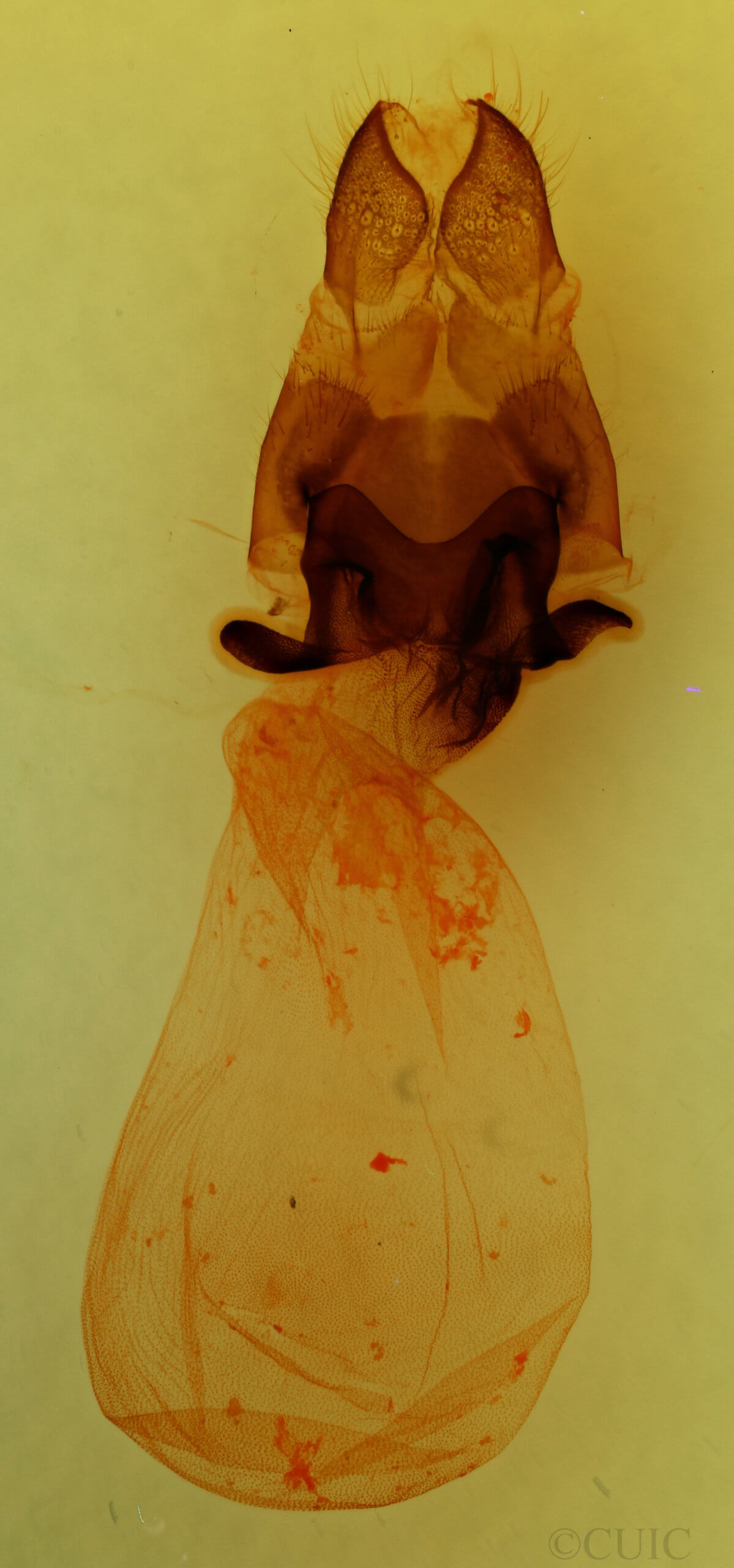 genitalia view of adult Charadra deridens