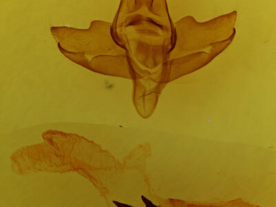 genitalia view of adult Charadra tapa