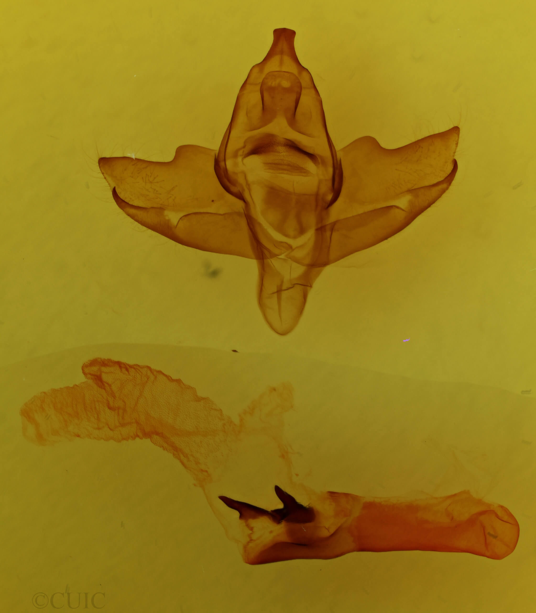 genitalia view of adult Charadra tapa