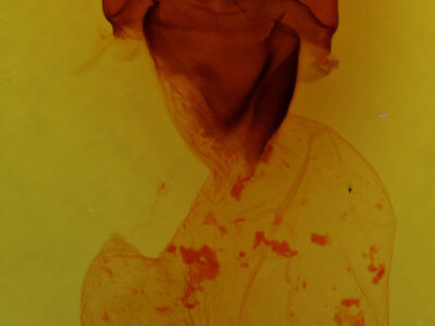genitalia view of adult Charadra tapa