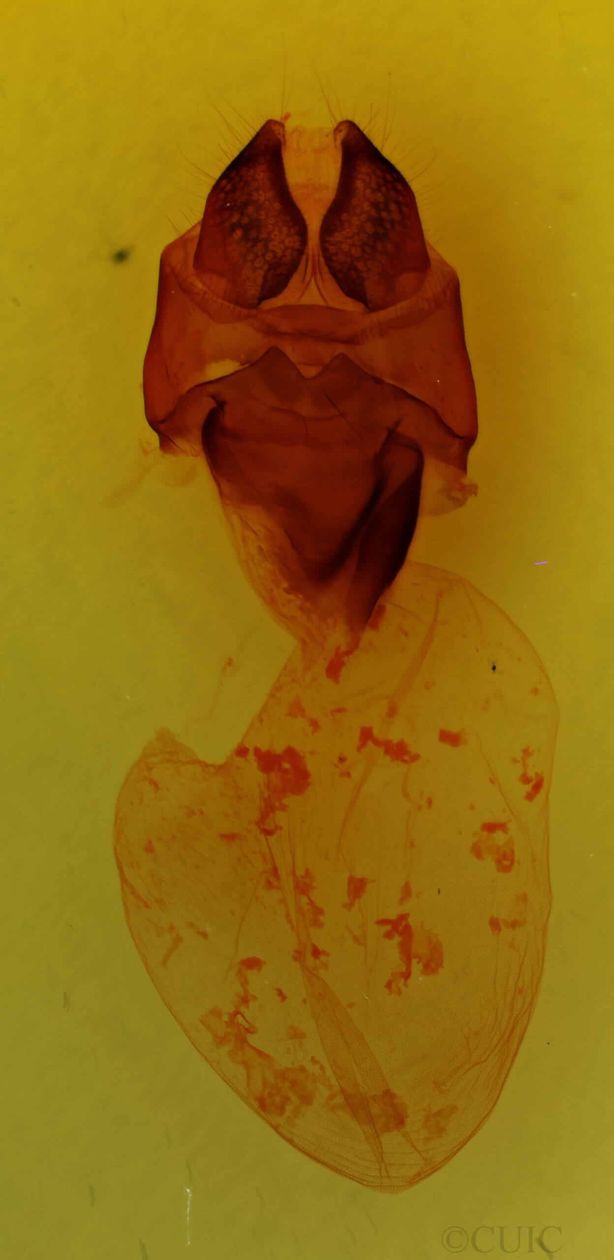 genitalia view of adult Charadra tapa