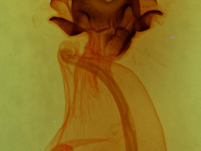 genitalia view of adult Charadra deridens