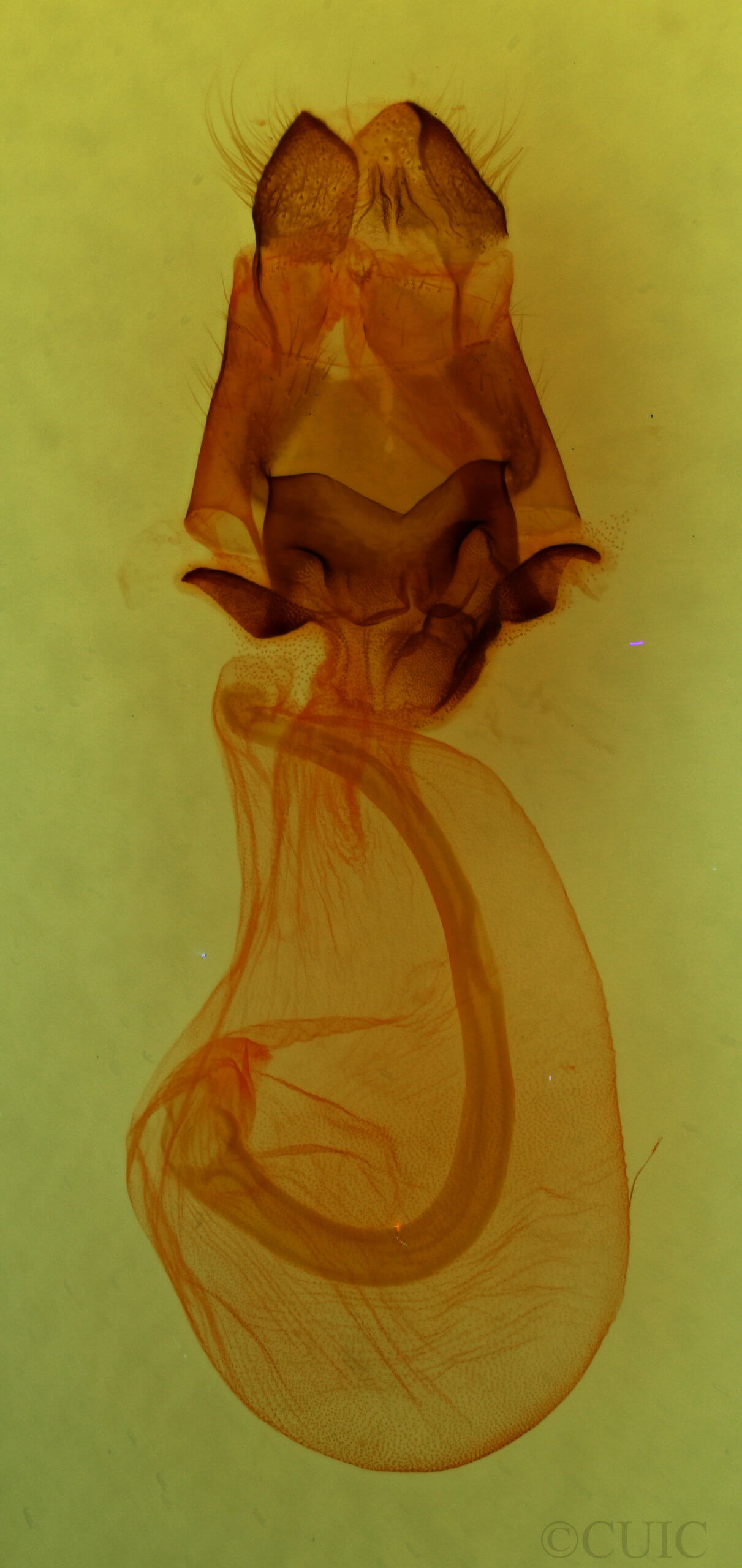 genitalia view of adult Charadra deridens