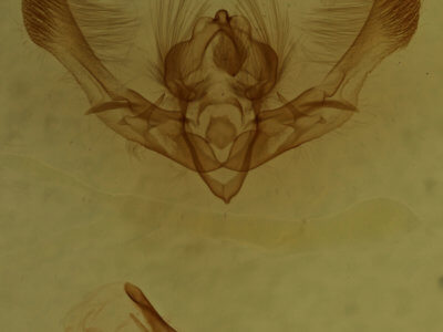 genitalia view of adult Chytonix palliatricula