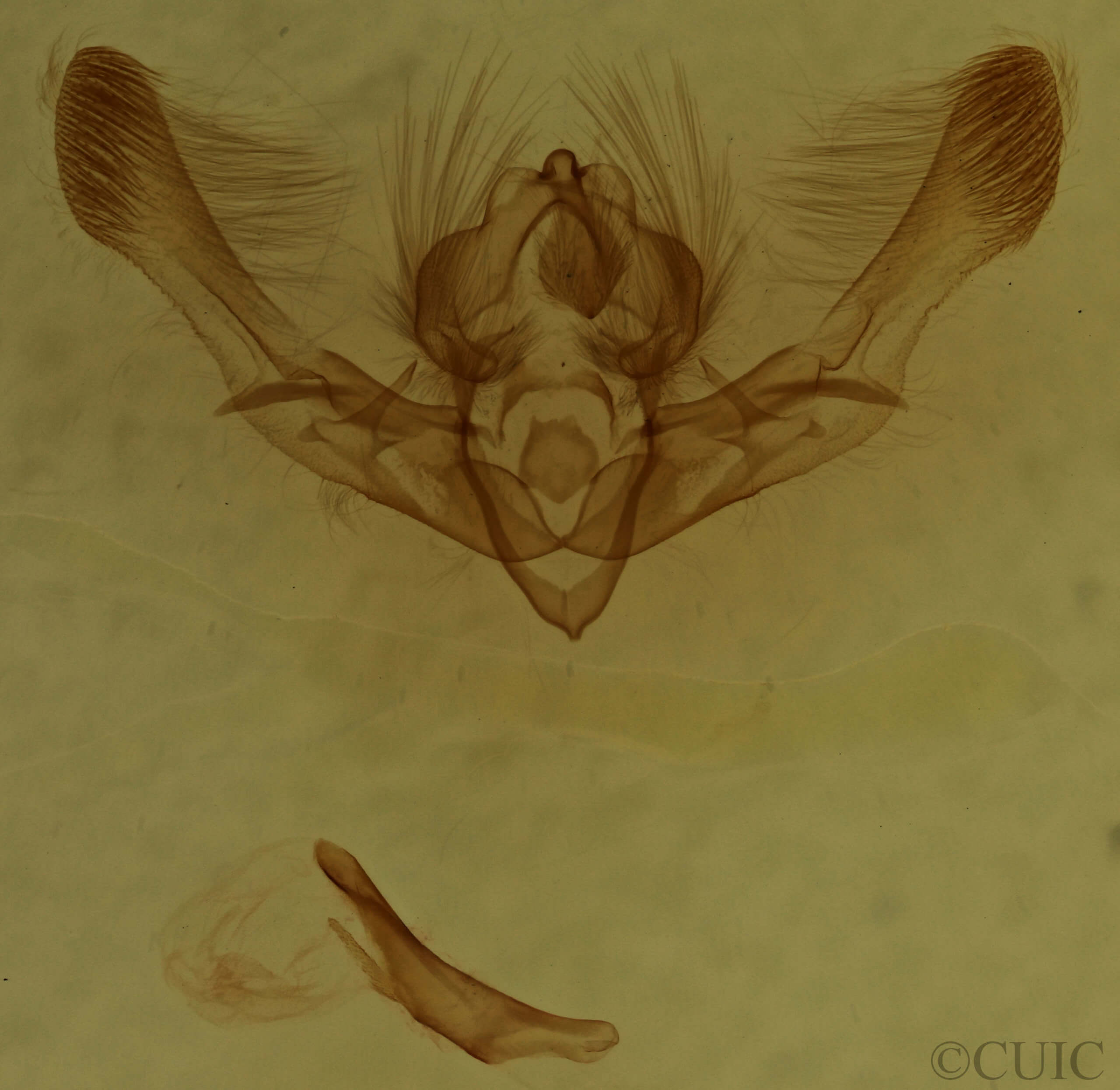 genitalia view of adult Chytonix palliatricula