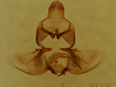 genitalia view of adult Clepsis clemensiana