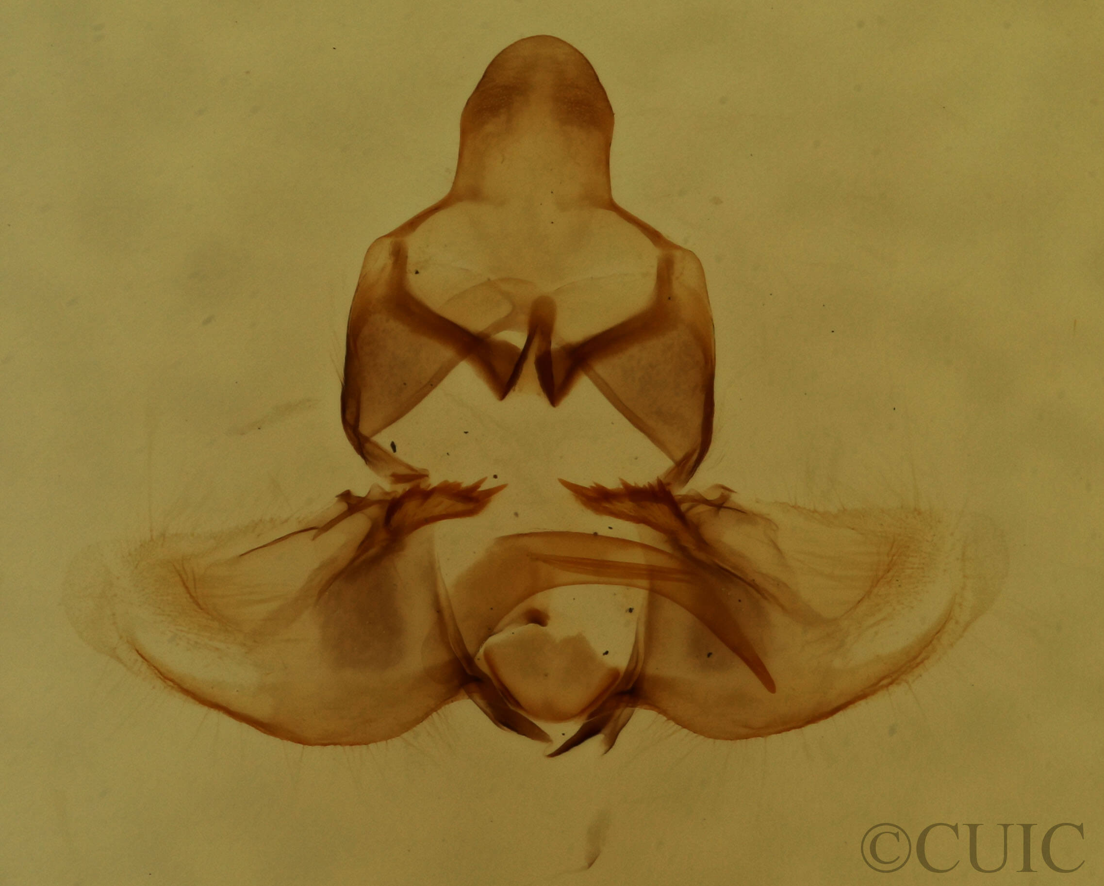 genitalia view of adult Clepsis clemensiana