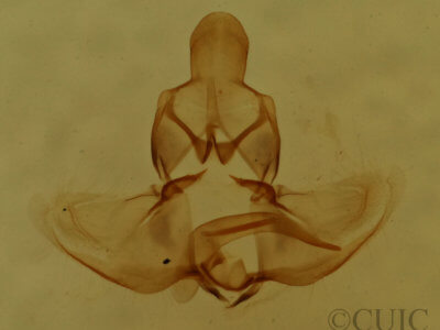 genitalia view of adult Clepsis clemensiana