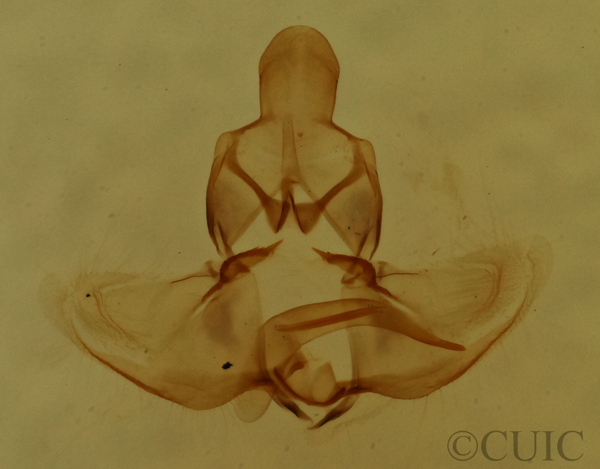 genitalia view of adult Clepsis clemensiana