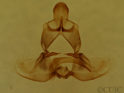 genitalia view of adult Clepsis clemensiana