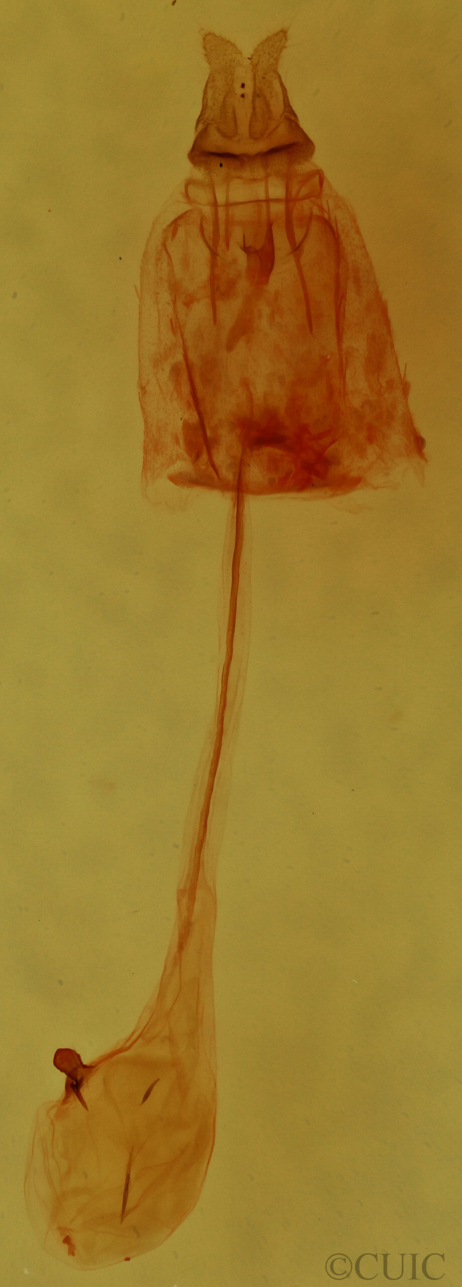 genitalia view of adult Clepsis clemensiana