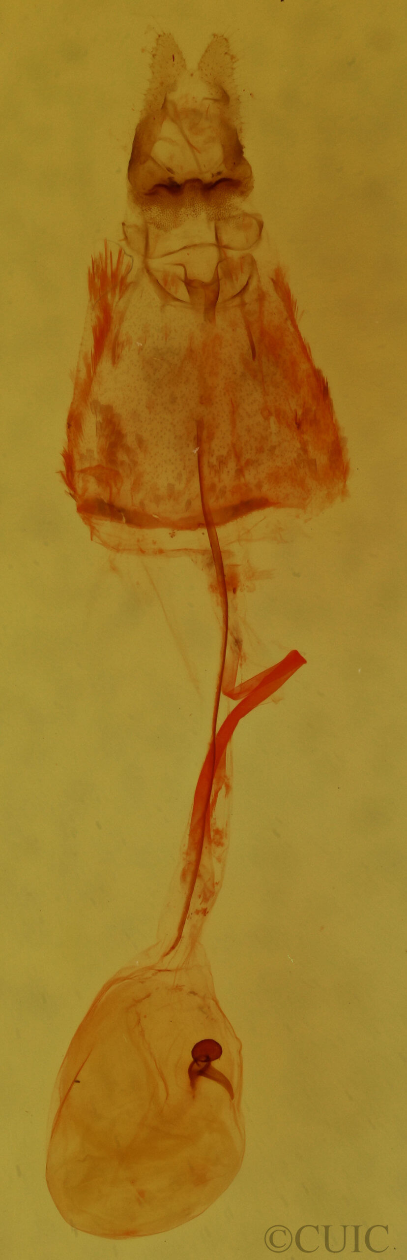 genitalia view of adult Clepsis clemensiana