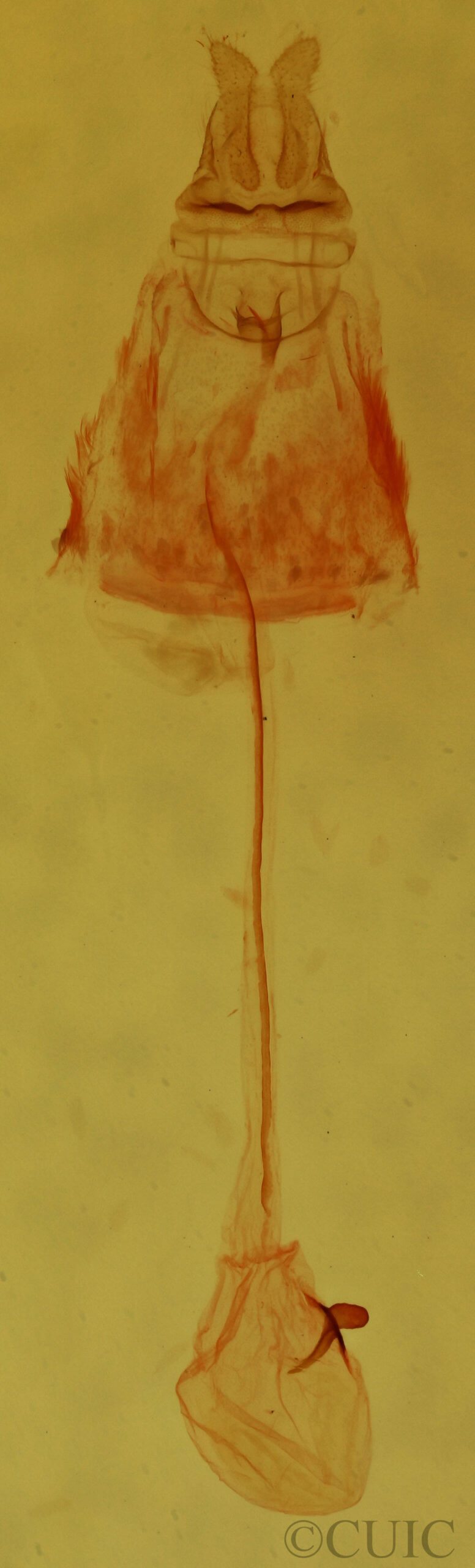 genitalia view of adult Clepsis clemensiana