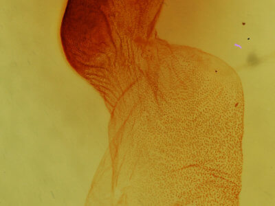 genitalia view of adult Colocasia flavicornis