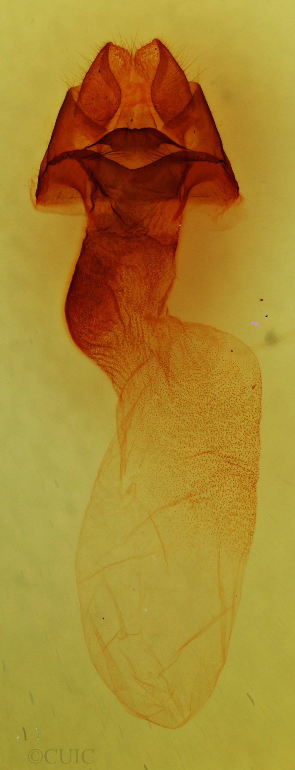 genitalia view of adult Colocasia flavicornis