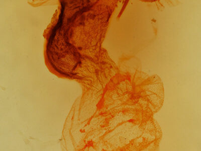 genitalia view of adult Colocasia flavicornis