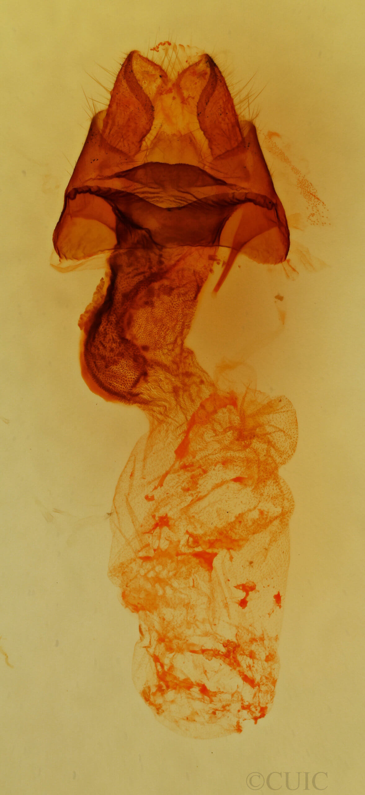 genitalia view of adult Colocasia flavicornis