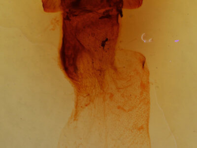 genitalia view of adult Colocasia propinquilinea