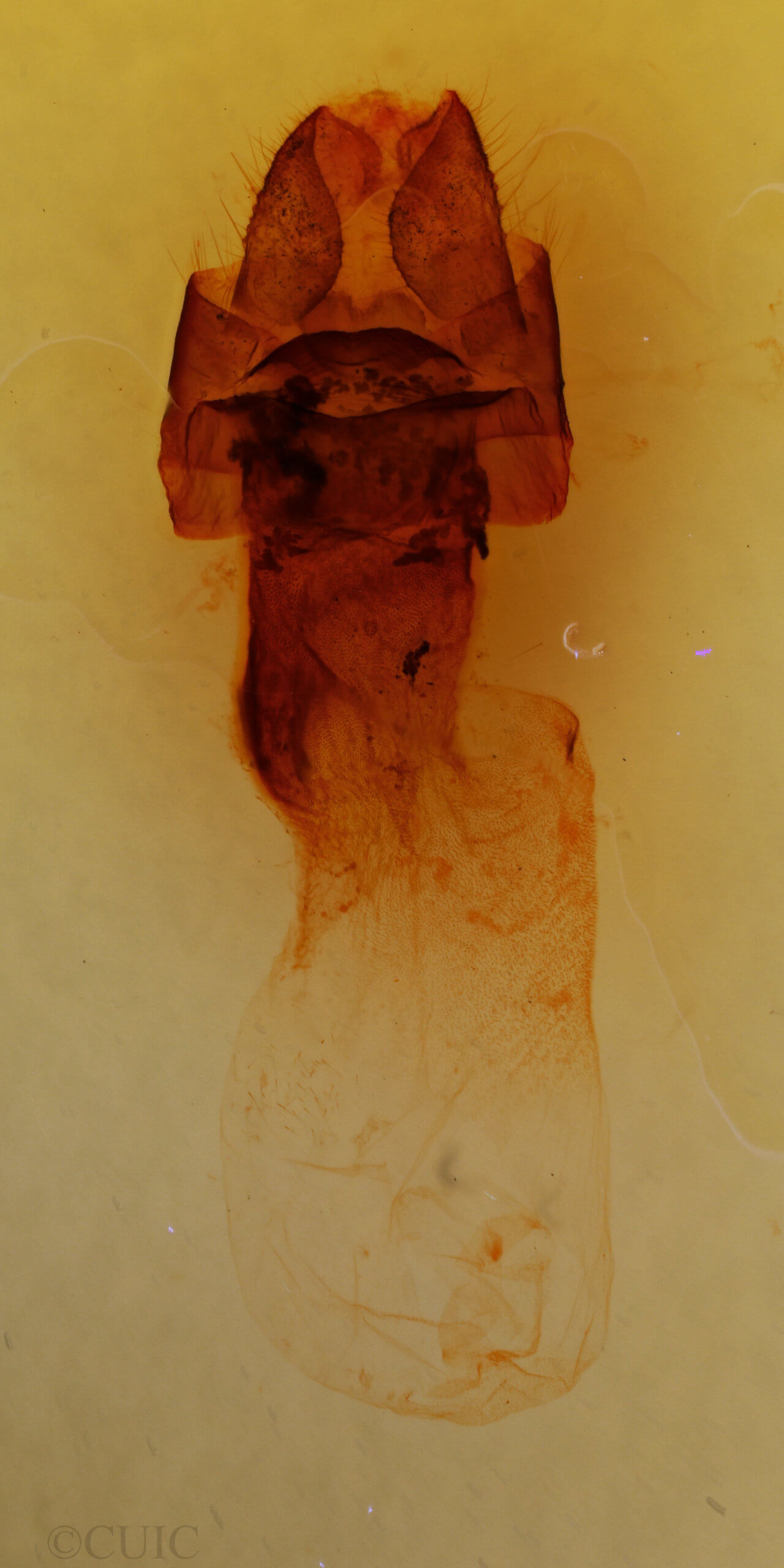 genitalia view of adult Colocasia propinquilinea