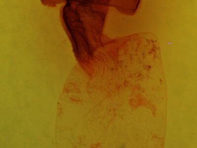 genitalia view of adult Colocasia propinquilinea