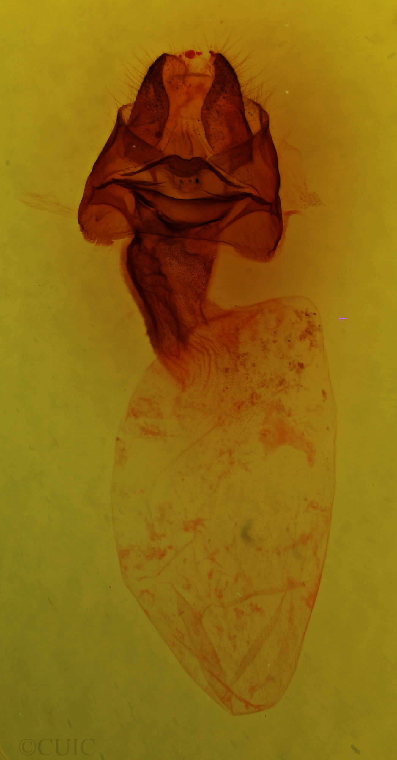 genitalia view of adult Colocasia propinquilinea