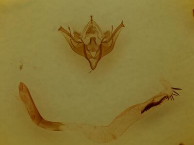 genitalia view of adult Conistra albipuncta