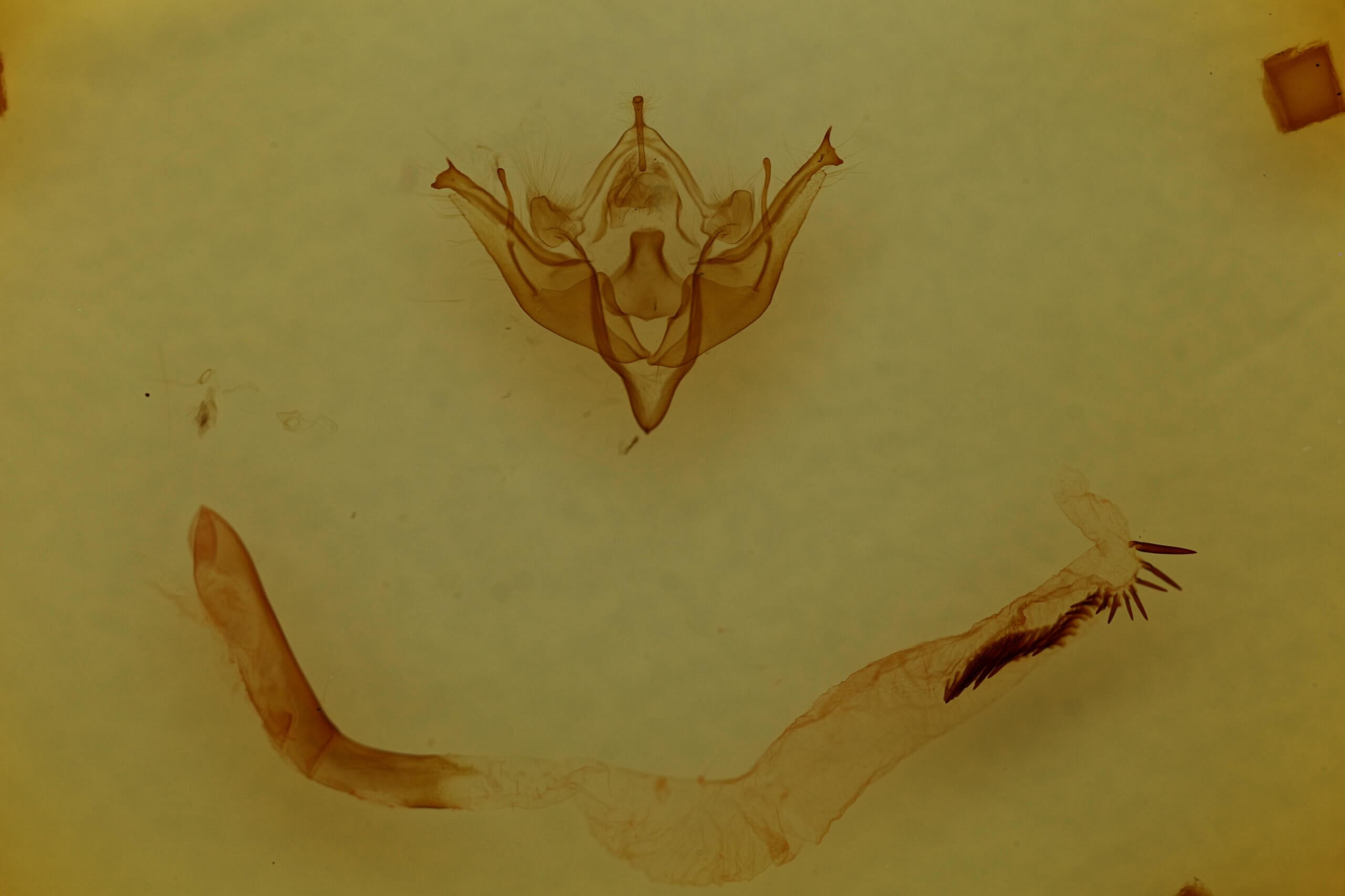 genitalia view of adult Conistra albipuncta