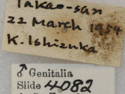 label view of adult Conistra albipuncta