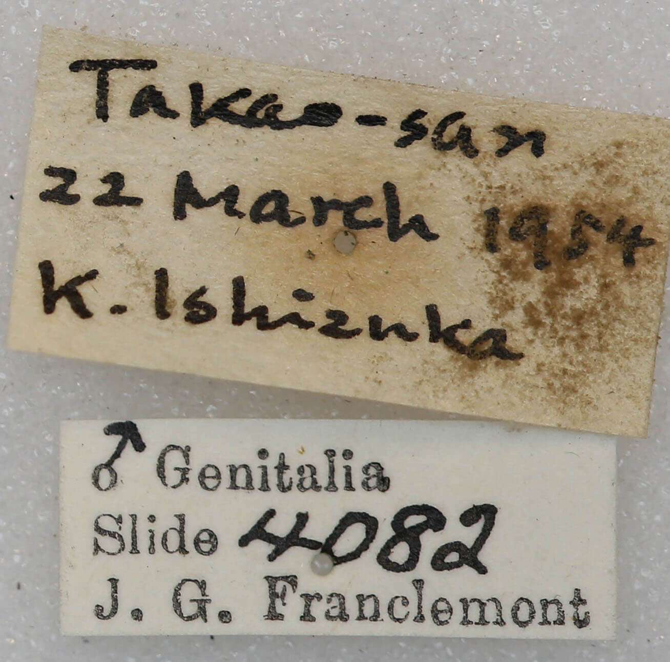label view of adult Conistra albipuncta