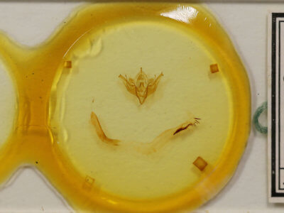 slide view of adult Conistra albipuncta