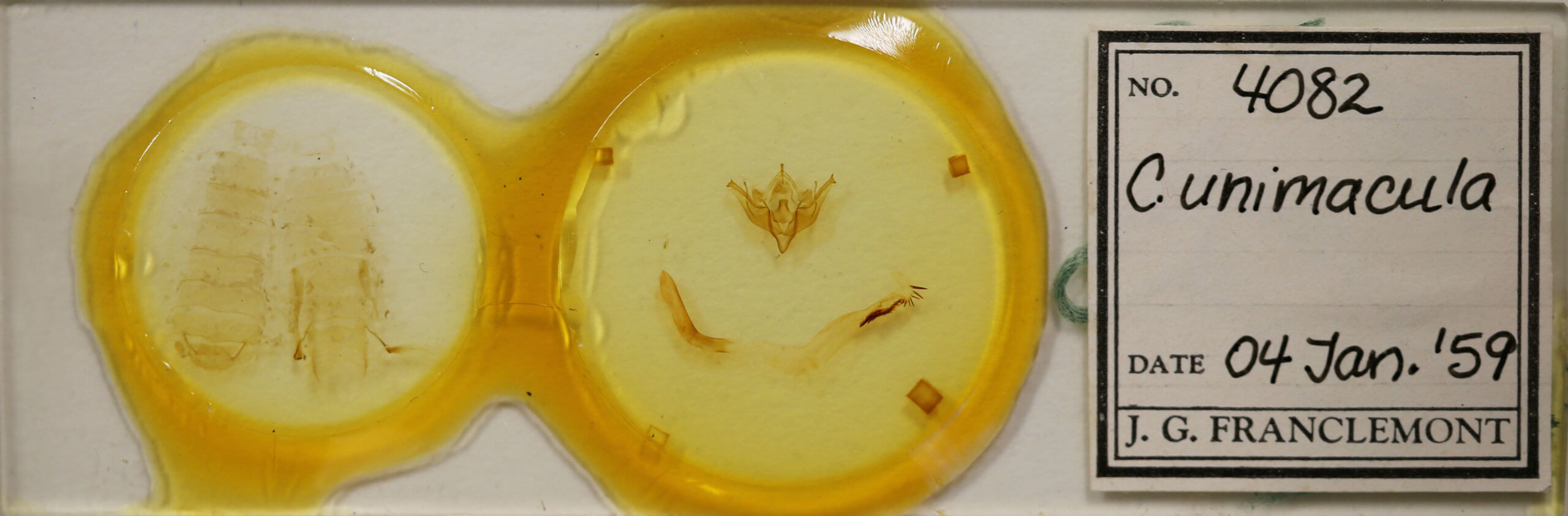 slide view of adult Conistra albipuncta