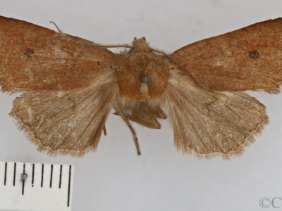 dorsal view of adult Conistra albipuncta