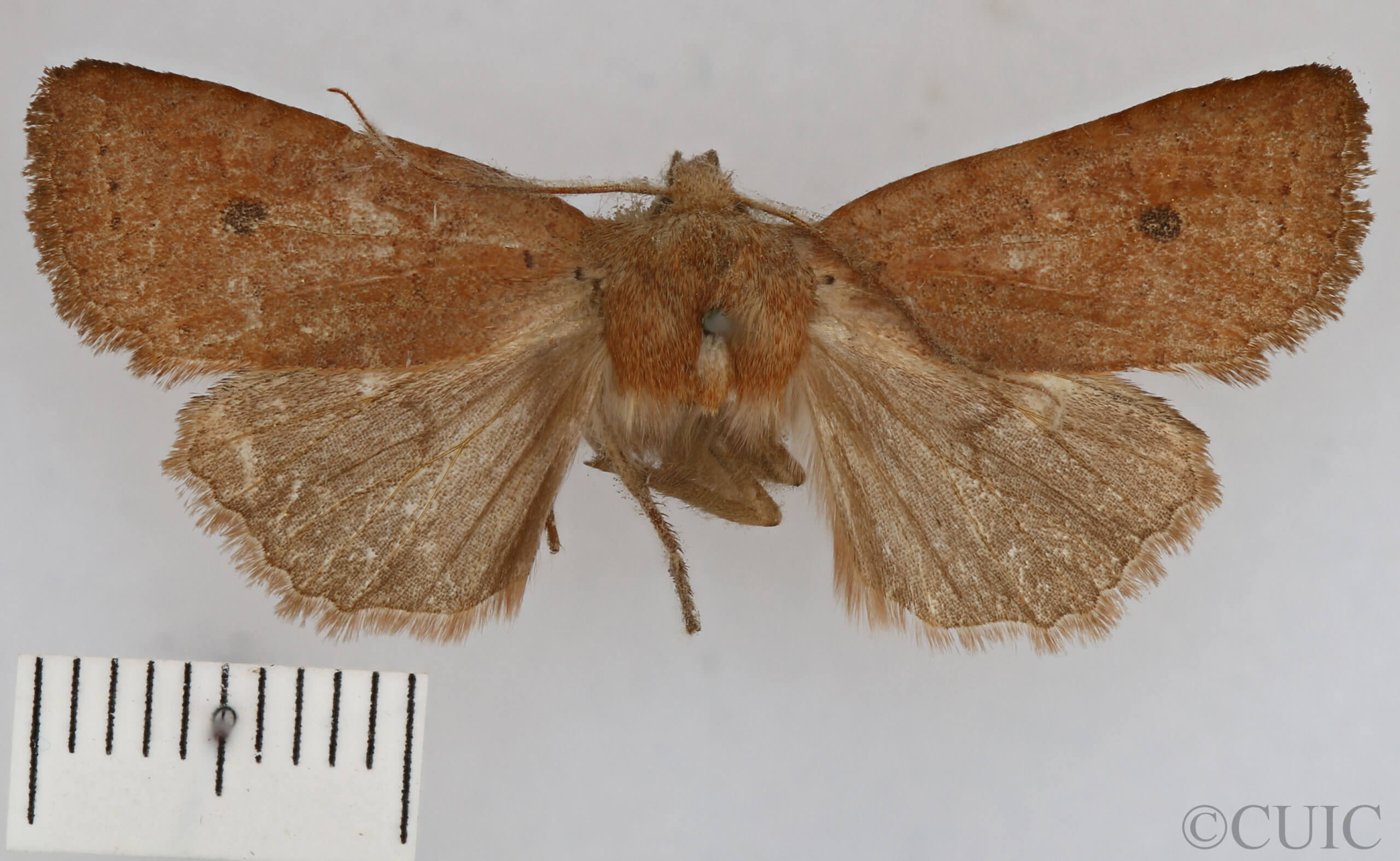 dorsal view of adult Conistra albipuncta