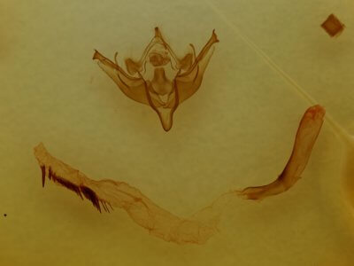 genitalia view of adult Conistra albipuncta