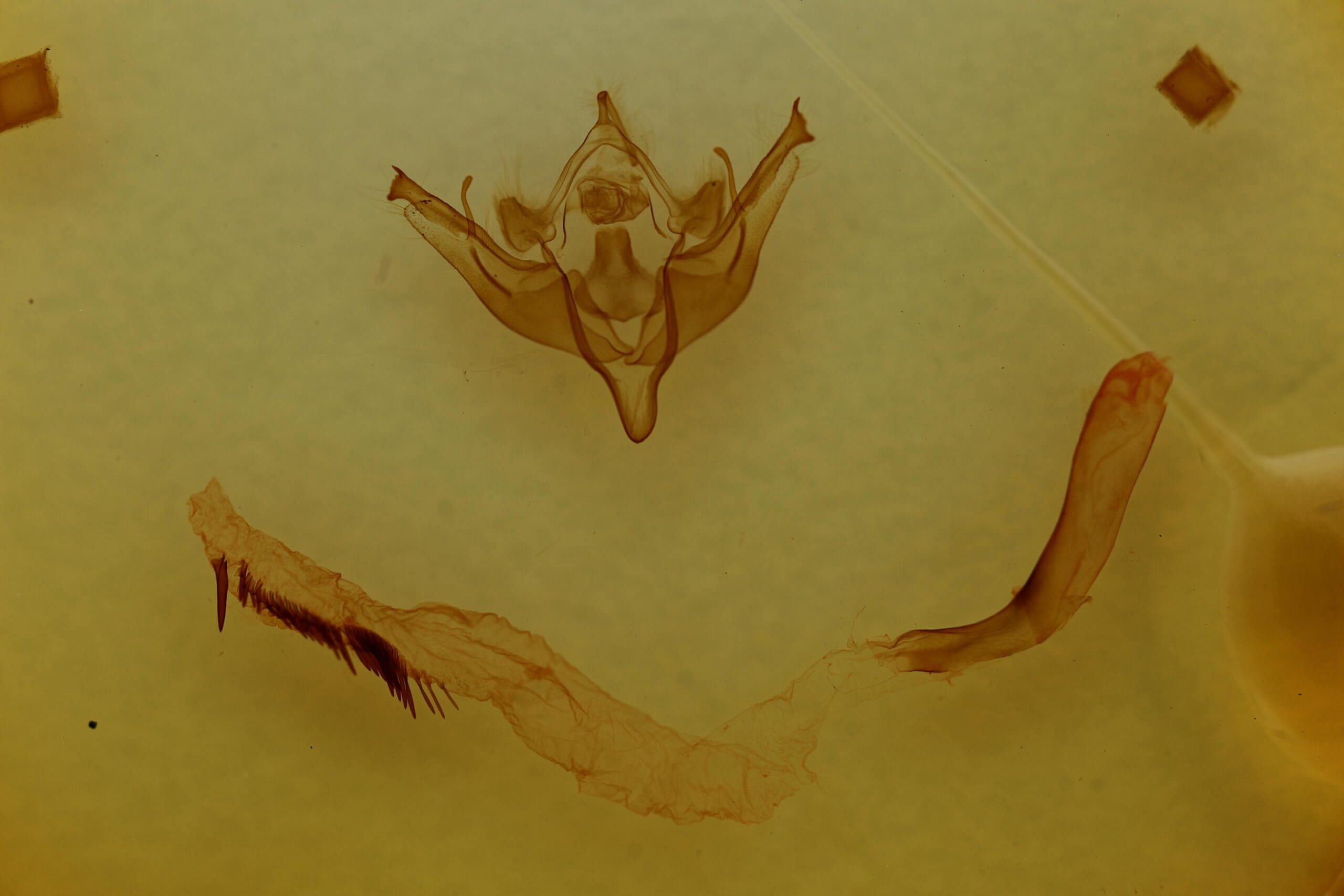 genitalia view of adult Conistra albipuncta