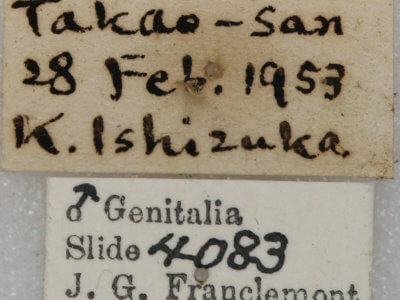 label view of adult Conistra albipuncta